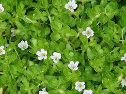 Bacopa Extrjpg