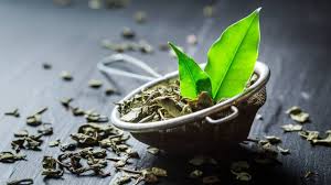 Green Tea Extract