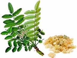 Boswellia Extract